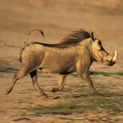 5-Day Gorillas, Chimps, Wildlife, Unique Overland Style